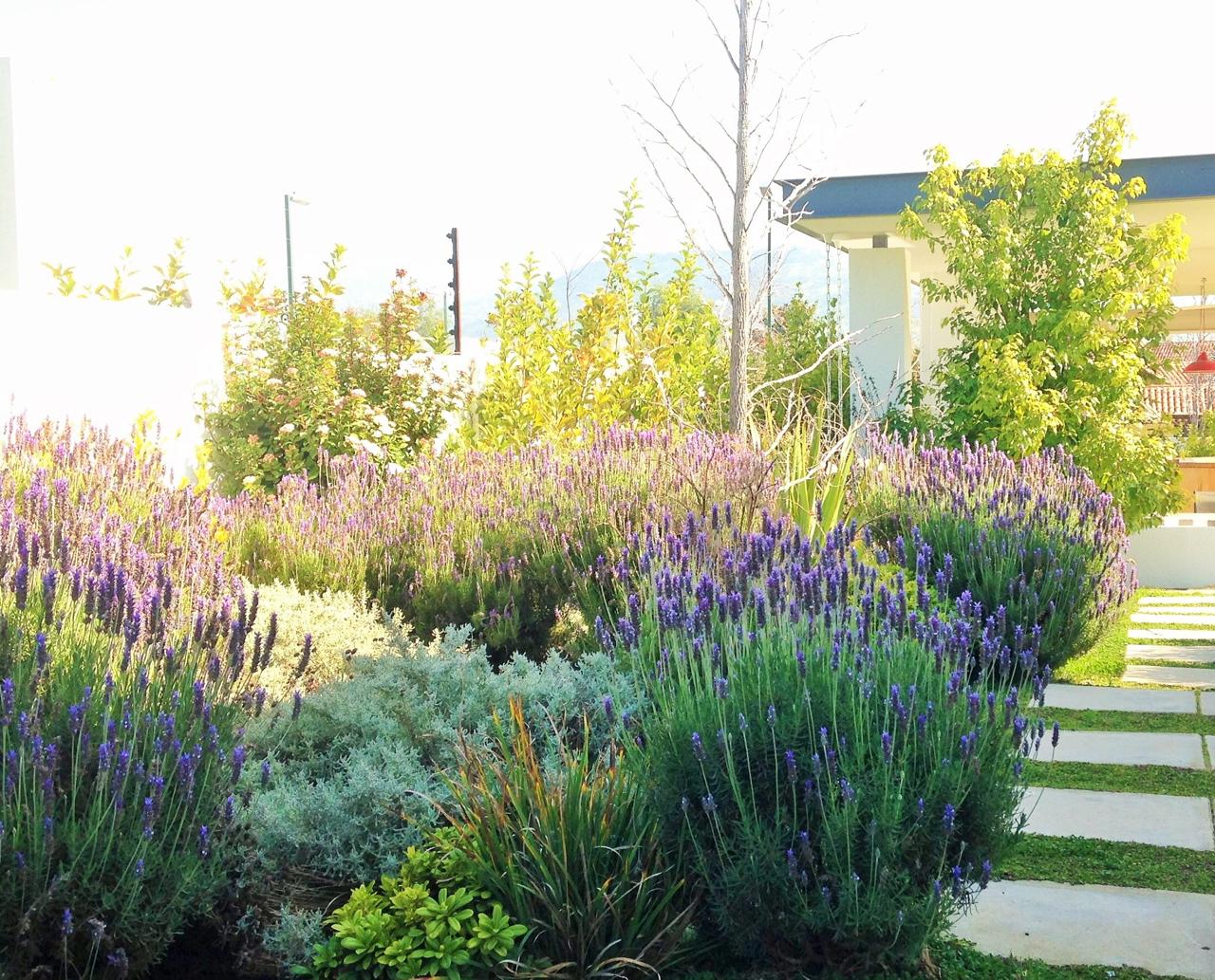 Campo de lavanda en jardín residencial