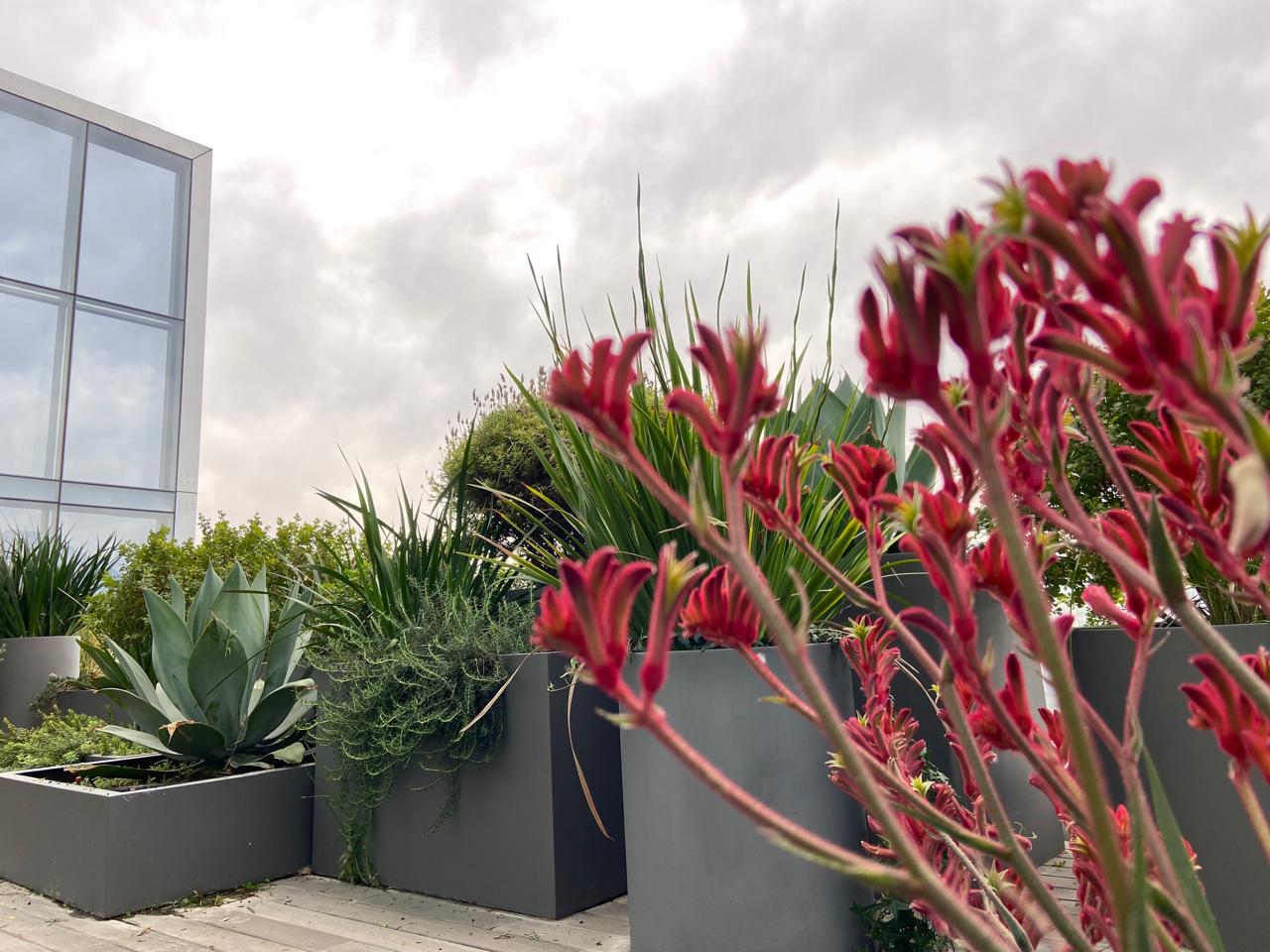 Terraza corporativa con macetones y plantas ornamentales