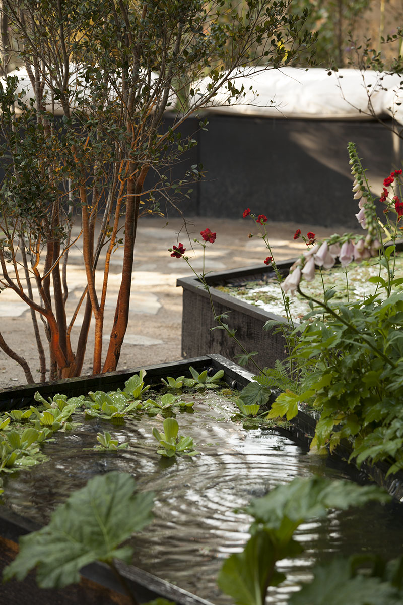 Estanque con plantas acuáticas y flores